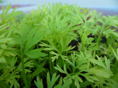 Carrot Tops