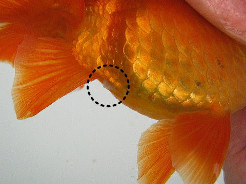 土佐錦魚の雌雄の見分け方