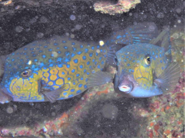 食べられるハコフグには2つの毒がる 地域と内臓に注意が必要 994