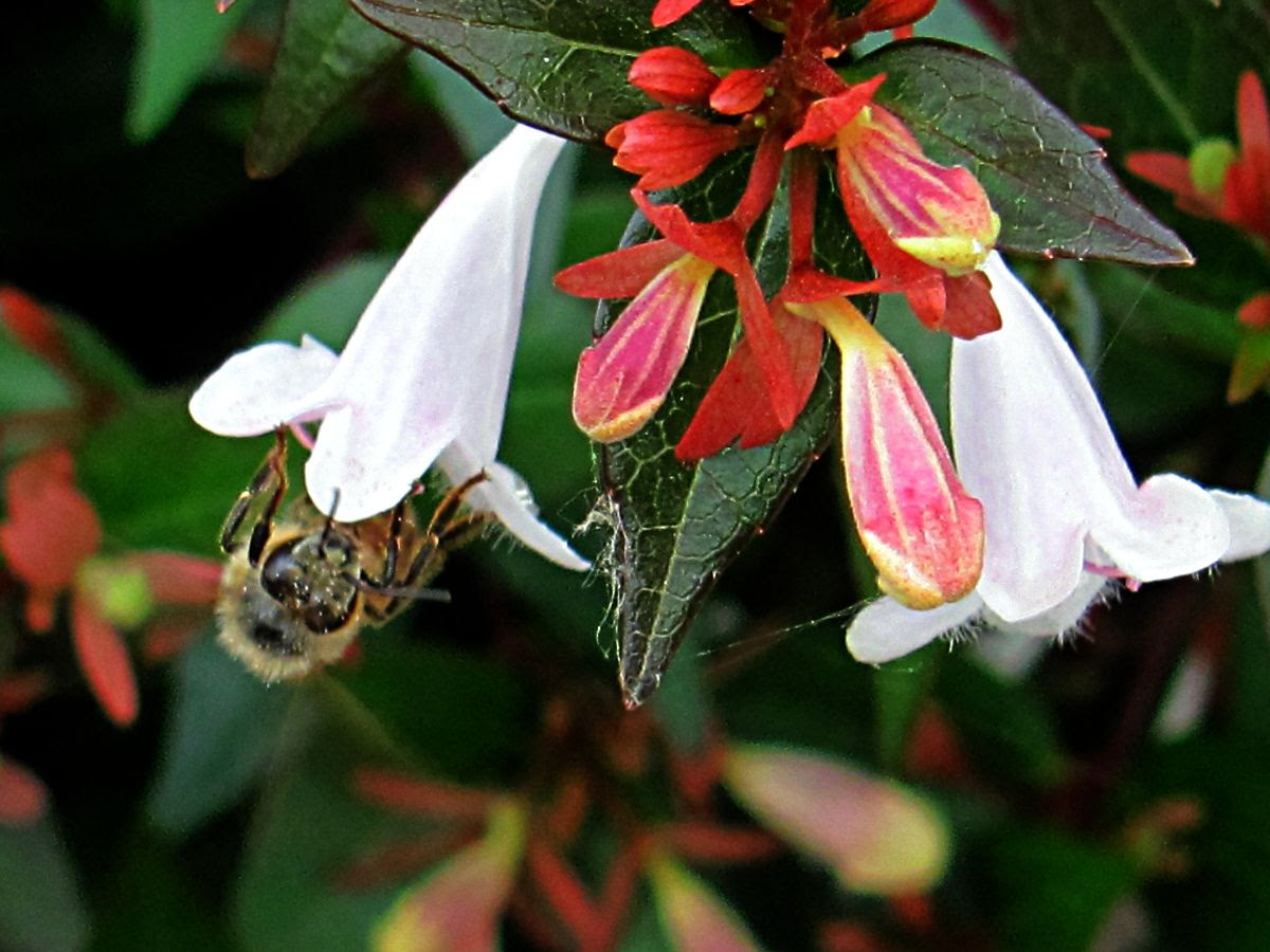 Bee staredown
