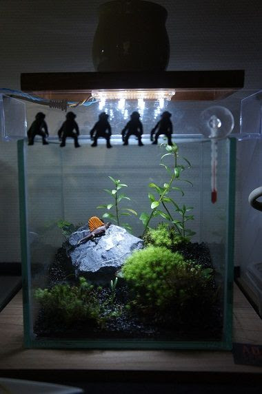 15cm コケリウム水槽 照明 Aqua Aqua