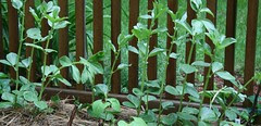 fava5