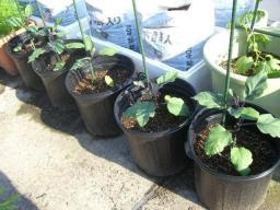 ナスのわき芽摘み 一番花 暇人主婦の家庭菜園 楽天ブログ