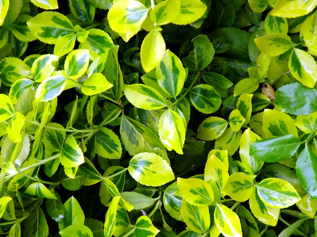 Ranelagh Park Gardens, Chelsea 2