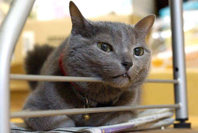 ねこの声が出にくい かすれる 症状に初遭遇 ケミィ再び病院へ オキラクウサギ