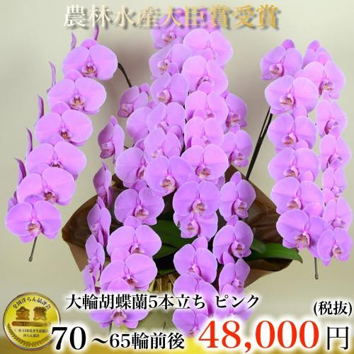 特別セール品 胡蝶蘭5本立ち 胡蝶蘭 コチョウラン 胡蝶蘭大輪5本立ち 送料無料 胡蝶蘭お祝い 胡蝶蘭 開店祝い 胡蝶蘭 胡蝶蘭大輪 胡蝶蘭 開店祝い