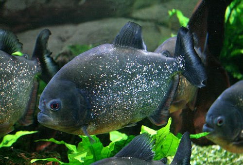 ピラニアの飼育方法 餌は何をあげたらいいの 熱帯魚 淡水魚 海水魚の図鑑