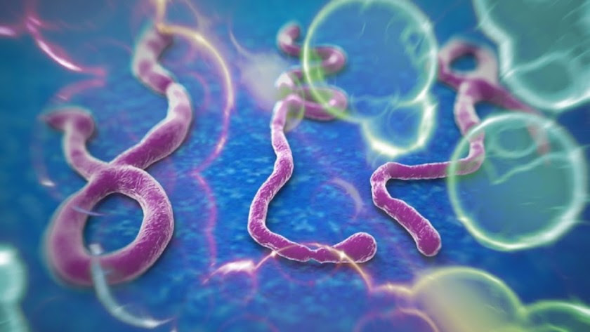 Crean una nueva vacuna eficaz contra el virus del Ébola Crean una nueva vacuna eficaz contra el virus del Ébola
