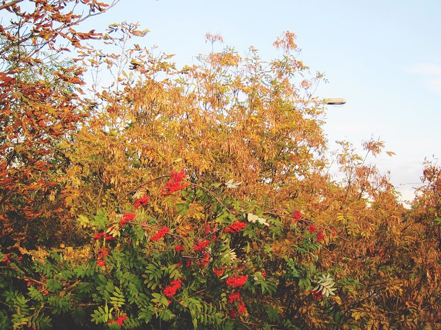 autumn colours