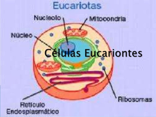 Células eucariontes