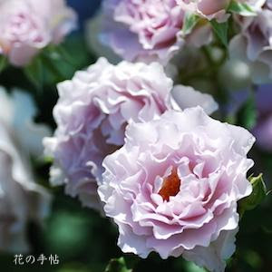 バラ ニューウェーブ Rose New Wave ハイブリットティ 2500品種の薔薇を作出者 交配親などのデータと美しい写真で紹介する花 の手帖のwebバラ図鑑