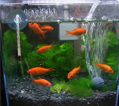 金魚 金魚と水草 ときどき花