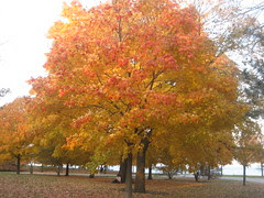 Fall on The Point