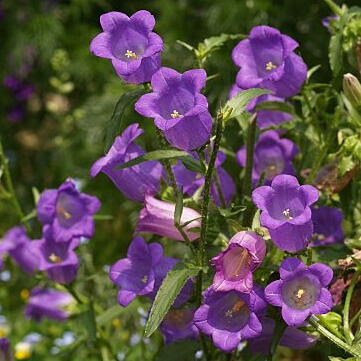 カンパニュラ メディウム フウリンソウ とは ヤサシイエンゲイ