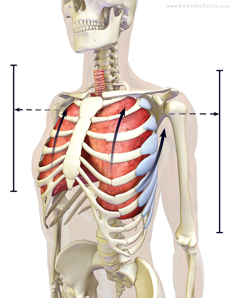 serratus anterior expanding the lungs