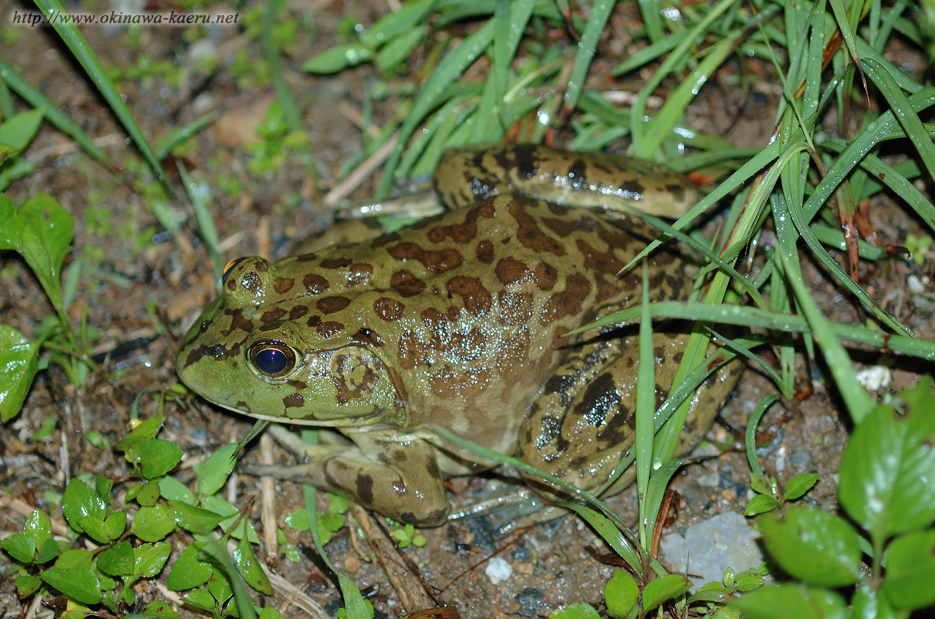 ウシガエル Lithobates Catesbeianus American Bullfrog おきなわカエル商会