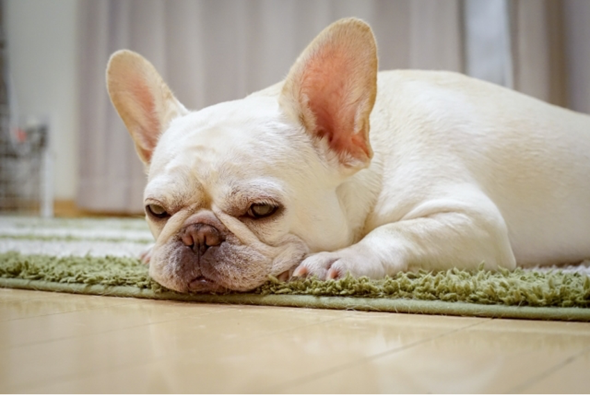 癒される かわいい動物集 Jobby ジョビー
