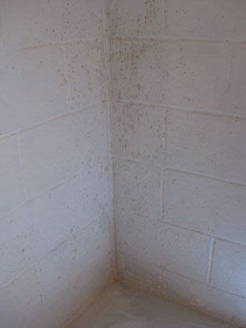 oil based drylok  block mildew seal cinderblocks