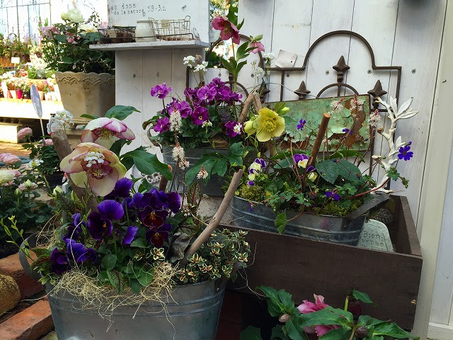 クリスマスローズを使った寄せ植え教室 熊本の大型総合園芸店 ナーセリーズ