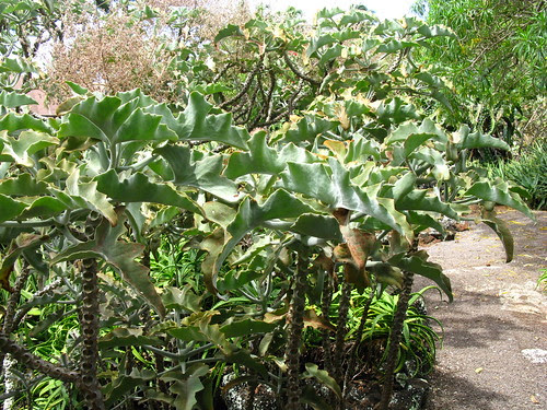 Moir Garden