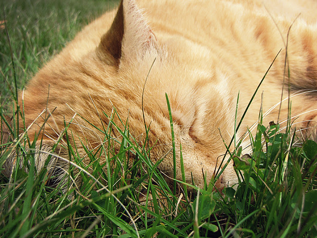 Sleepy Kitty
