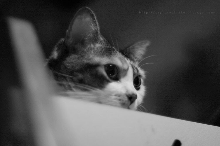 2009_1209_01482edz