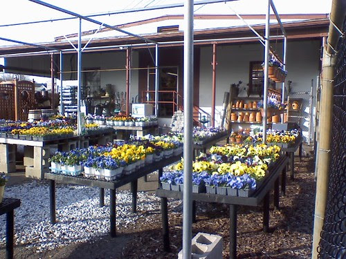 Sign of spring  the pansies are out for sale at Agway  Franklin