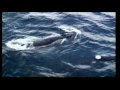 Sakhalin-2 Project_Documentary about Sakhalin Island_ENG.mpg