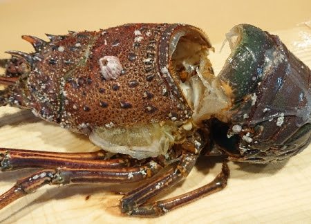 伊勢エビが脱皮した 親方の隠し部屋