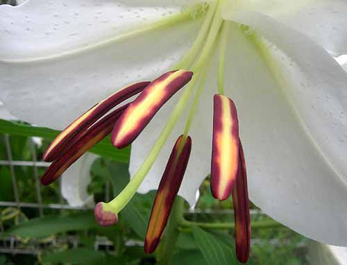ユリの葯 やく は フラワーギフト専門の小さな花屋