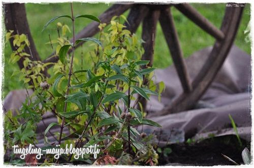  photo DSC_0985crop-3.jpg