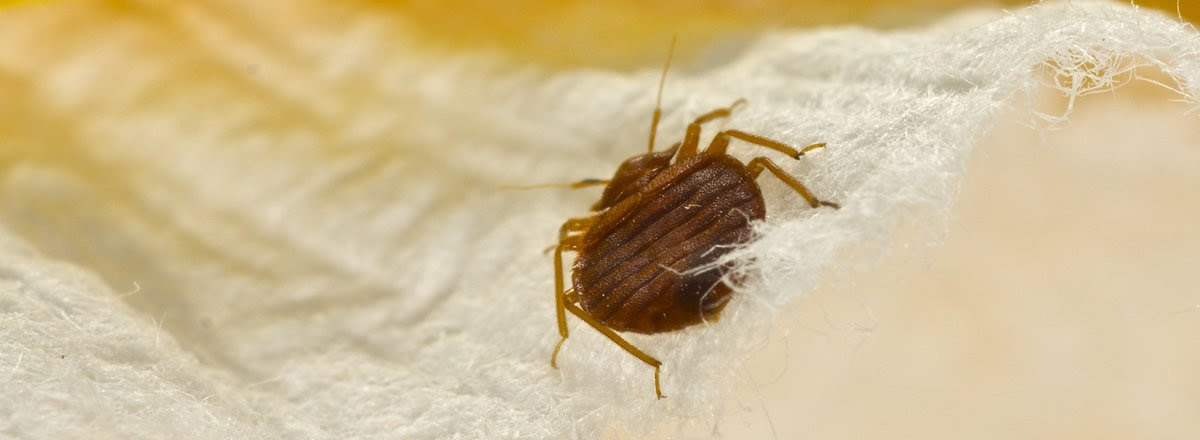 home pests bed bugs bed bugs