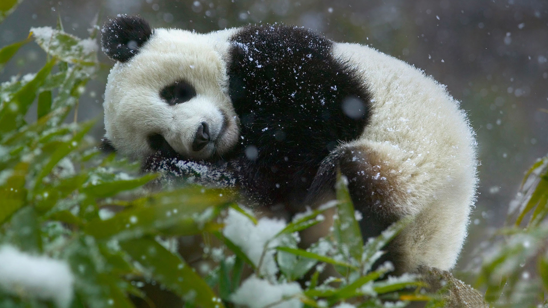 Baby Panda Bear Wallpaper (57+ images)