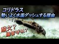 いろいろ コリドラス 水面に行く 282550-コリドラス 水面に行く