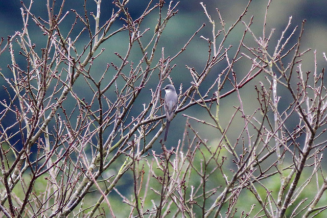 灰山椒鳥