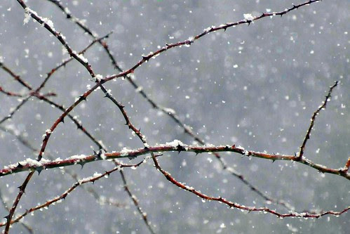 prickers snow