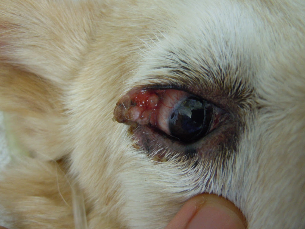 まぶた できもの 眼瞼腫瘍 犬 習志野市 津田沼 アプリコット動物病院 症例集