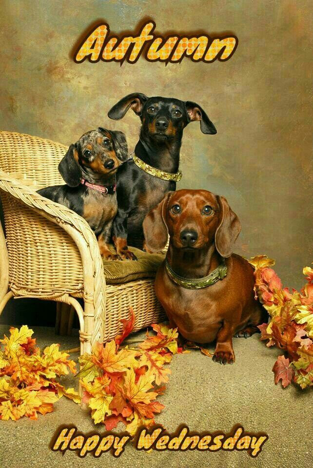 Happy Wednesday Pictures, Photos, and Images for Facebook 