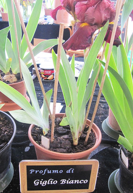 Iris profumati