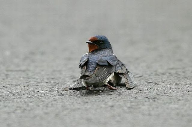 Story of a poor birdie (13 pics)