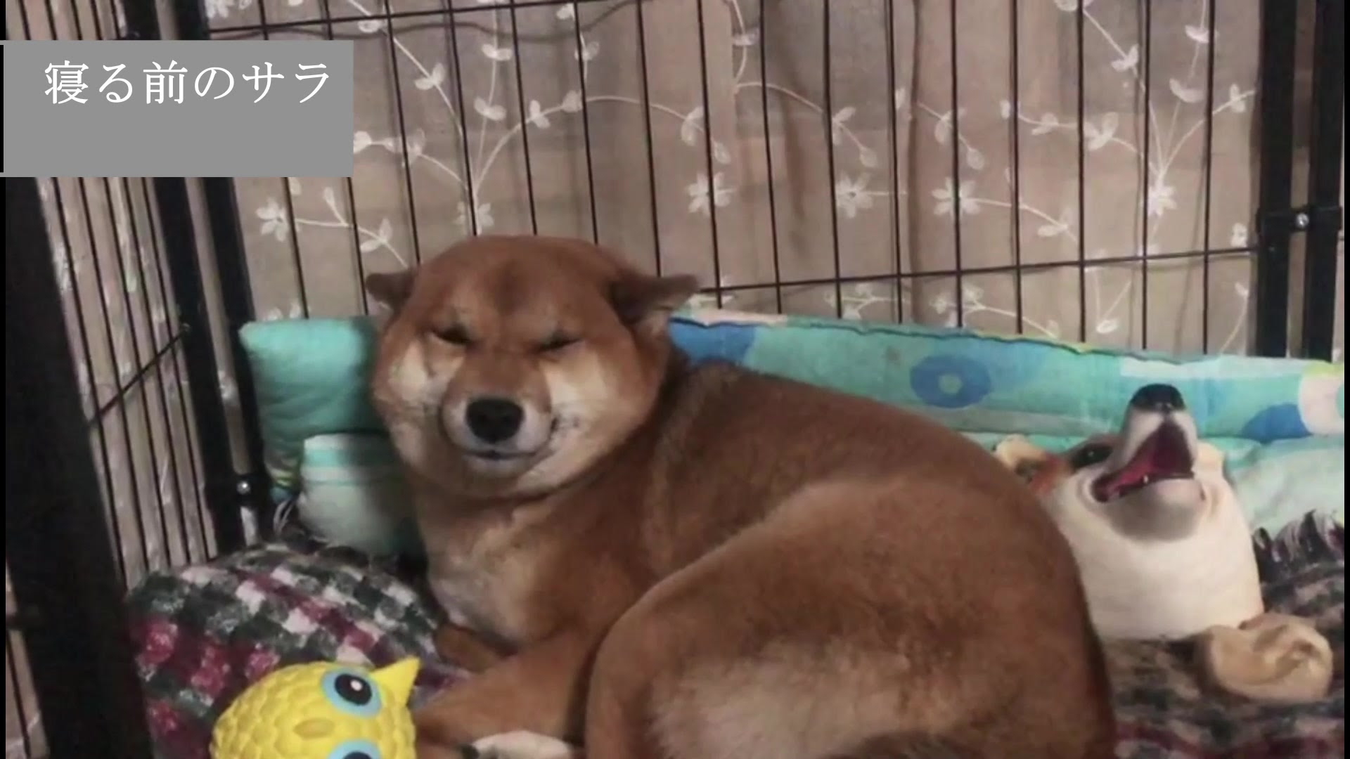 忠犬サラ 哔哩哔哩 つロ干杯 Bilibili