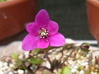 １月２６日の誕生花 ミスミソウ 三角草 の花言葉 はにかみや 雪が解けるころ春を告げて咲くユキワリソウ 雪割草 の 自信 弥生おばさんのガーデニングノート 花と緑の365日 楽天ブログ