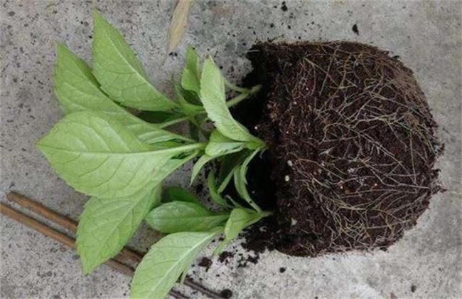 绣球花为什么不开花 农讯网 农业科技网站nongxun Net