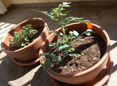 pot13
