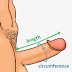What Is Average Size Of Male Penis