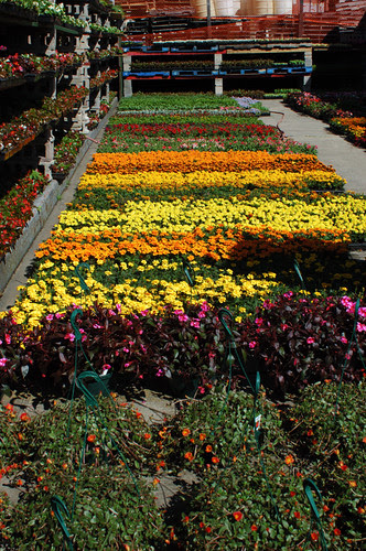 Flats and racks of annuals at Whitey Produce, Brooklyn Terminal Market