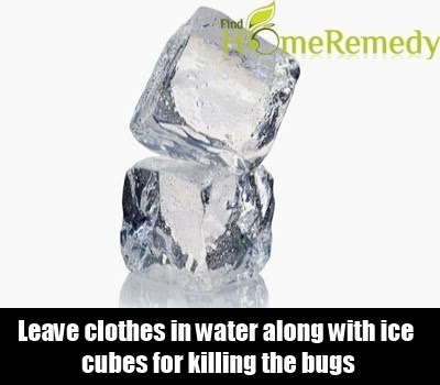 11 Home Remedies To Kill Bed Bugs - Natural Treatments  