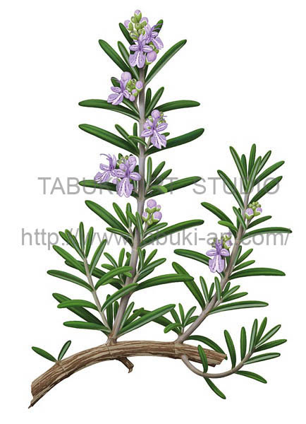 花とハーブのリアルイラスト