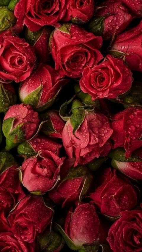gambar bunga cantik untuk wallpaper