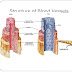 Blood Vessels Labeled - Pin on A&P - We did not find results for: